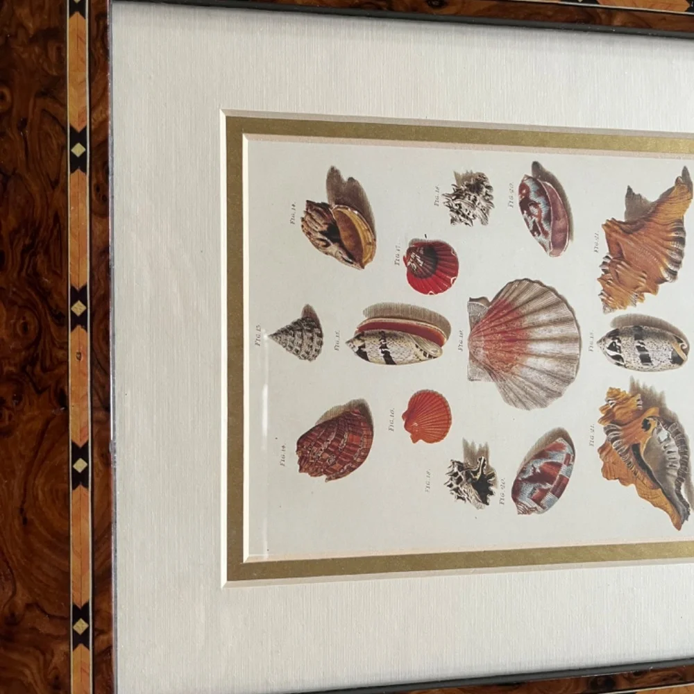 Framed Shell Print - Picture 3 of 7